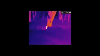 Awesome Raccoon Hunting Thermal Footage from Bryce Matthews