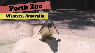 Perth Zoo - Things to do in Perth with KIDS