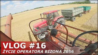 POV | Koszenie pszenicy - PRACA ZA STERAMI BIZONA, czyli życie kombajnisty | (VLOG 2021 #16)