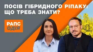 Посів гібридного ріпаку: що треба знати? | РАПСОДІЯ #9