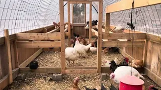 The best roost bars for out chicken coop