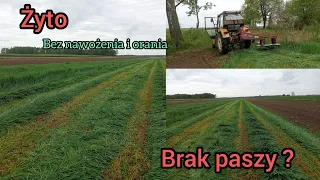 koszenie międzyplonu żyta