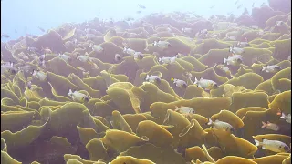 Incredible 4K Palau Scuba Diving 2023