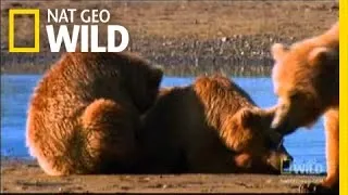 Saving Cubs from their Dads | Nat Geo Wild