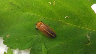 圈養黃緣螢繁殖有成－動物園協助野放計畫 Firefly Conservation At Taipei Zoo