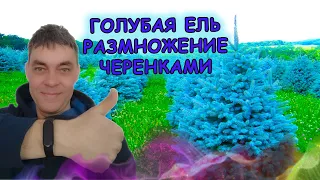 Девять советов как укоренить ГОЛУБУЮ ЕЛЬ. Голубая ель размножение черенками. Выращивание голубой ели