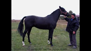 В гостях у Луганска Ч.Н и Юрия Неляпина, Старый Оскол. The best horse in the Belgorod region.