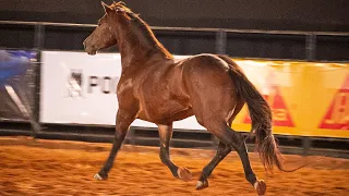 MELHORES MONTARIAS em CUTIANO - SÁBADO | CAJAMAR-SP 2024