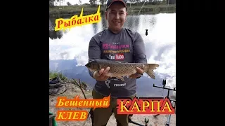 Бешенный клев карпа Клинский рыбхоз Новоселки