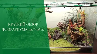 Краткий обзор флорариума 150*50*70 см