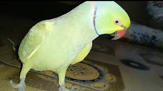 Talkative Green Cute Parrot || Urdu Hindi Talking Parrot