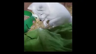 Arctic Fox jumping playfully