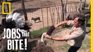 Wrestling an Ostrich | Jobs That Bite