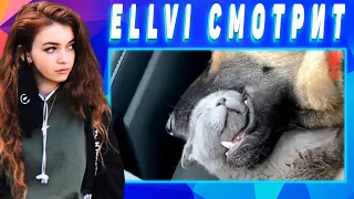 ELLVI смотрит UNUSUAL MEMES COMPILATION V80 || Элви