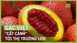 Khi quả gấc làm “đinh” | VTC16