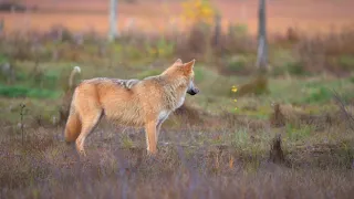 The wolves map the territory and a total of 12 wolves howl at dusk. 4K HDR