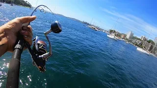 Crazy Sydney Harbour Kingfish Caught Under Ferry - Landbased Fishing Australia