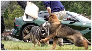 Success Starts Early | Kraftwerk K9 German Shepherds