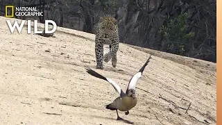 Bird Outsmarts Leopard in a Chase | Nat Geo Wild