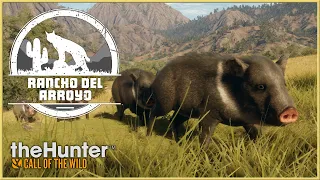 Javelina Hunting on Rancho del Arroyo - On PC June 29 | theHunter Call of the Wild