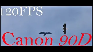 Canon 90D 120FPS with canon 55 250mm lens bald eagle