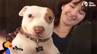 Pit Bull Dog Makes His Family Whole Again - BEAU | The Dodo Pittie Nation