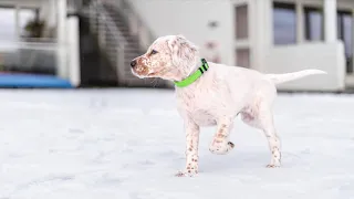 English Setter Solo on new adventures