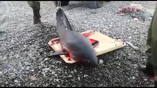 Поймали акулу, Камчатка Охотское море