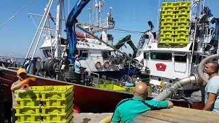 Descarga de anchoa en Santoña 01-06-17