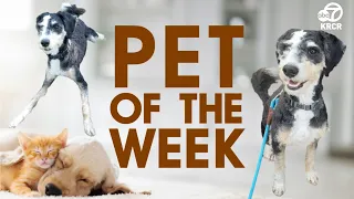 PET OF THE WEEK: Adopt Shakira the poodle mix hoping to bounce into a new home