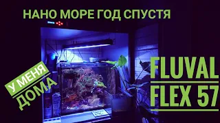 Морской аквариум для новичков. Fluval FLEX 57. Год спустя.