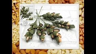 🌿ВЕТОЧКА ИЗ ОРЕХОВ И БУМАГИ для мужского букета своими руками🌿Подарок на 23 февраля🌿Мужской букет