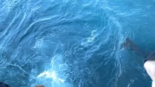 Great White Shark, Neptune Island, Port Lincoln, Australia