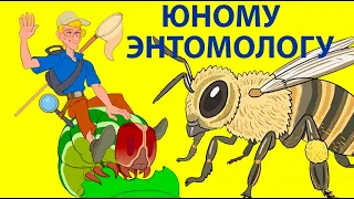 ЮНОМУ ЭНТОМОЛОГУ ПРО НАСЕКОМЫХ, КНИГИ, РИСУНКИ, ФОТО,  И ЭНТОМОЛОГИЮ. СТРИМ.