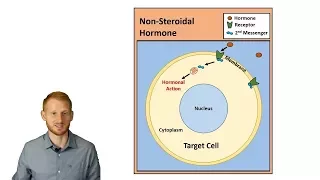 Hormones During Rest and Exercise (NEW VERSION IN DESCRIPTION)