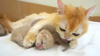 Mother cat loves her tiny kittens so much, she hugs them tightly