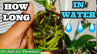 Water Culture for Beginners | How long can Phalaenopsis Orchids Grow In Water