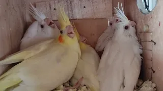 Cocktails breeding pairs and progress #cockatiel #youtubevideos #breeding