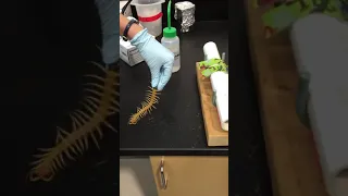 Centipede Venom Extraction 😱