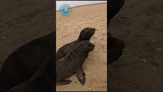 Baby seal rescued From Gill Net #shorts