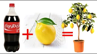 foolproof trick to multiply a lemon