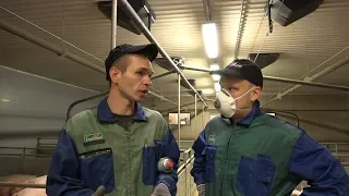 Работа на финской ферме. Где работают мигранты в Финляндии?!