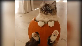 Коты на Хэллоуин, Halloween cats, Helovino katės 2022.10.31