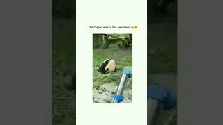 part 20 cute animals from TikTok | funny shorts 😂🤯😍🥰😍