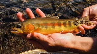 FLY FISHING FOR GOLDEN TROUT || Montana Alpine Wilderness || Excerpt from "Journey On"