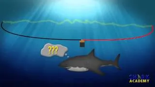 Electrosensory System | SHARK ACADEMY