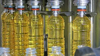 How Sunflower Oil Is Made? | Amazing SUNFLOWER OIL Factory