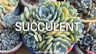 Pretty Succulents RelaxingVideo