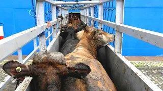 Cattle Loading Video 🐄| Knowing This Will CHANGE Your Look At Transport FOR EVER!