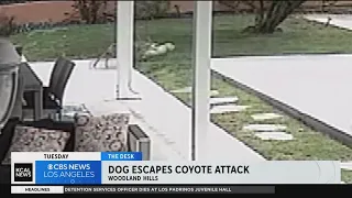 Coyote attacks dog in Woodland Hills backyard